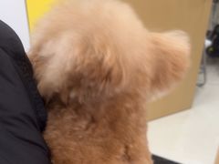 -圣宠动物医院·犬猫专科·影像中心·外科中心