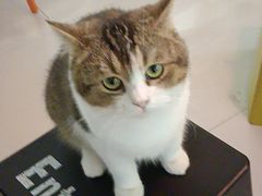 -平行世界·猫咖(首经贸店)