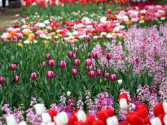 -石家庄市植物园