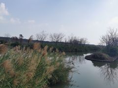-大湾区中央湿地公园