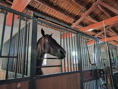 -北京群众马术培训基地