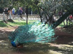 -昆明动物园