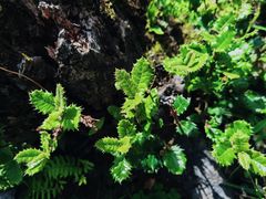 -丽江植物园