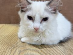 -楼上猫咖(罗湖店)
