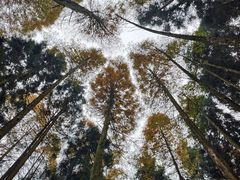 -山王坪喀斯特国家生态公园