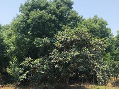 -塘栖枇杷特色园区