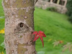 -索菲特西湖大酒店·香榭丽全日候餐厅(南山路店)