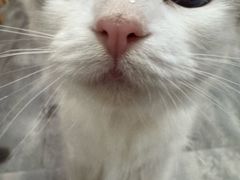 -楼上猫咖(罗湖店)