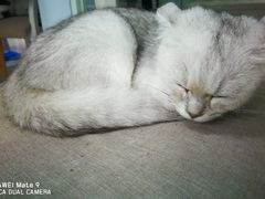 -喵的天空名猫咖啡馆·撸猫·猫舍·用品