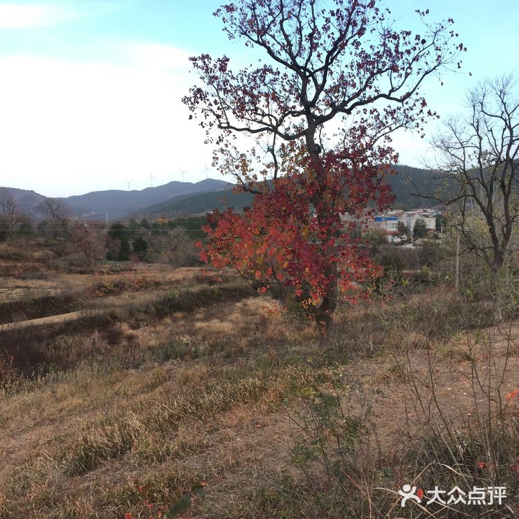 大悟红叶早已向往，今天终于来到四姑镇红叶景区