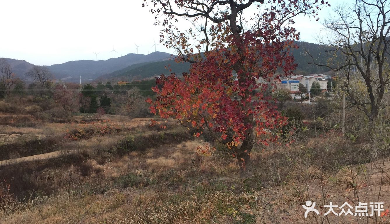大悟红叶早已向往，今天终于来到四姑镇红叶景区