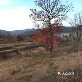 大悟红叶早已向往，今天终于来到四姑镇红叶景区