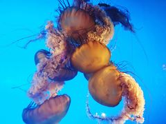 -太平洋海底世界