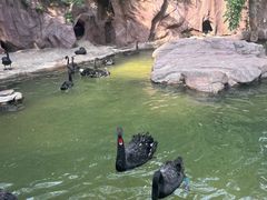 -燕塞湖鸟语林景区