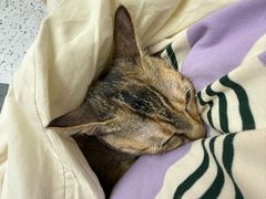 -瑞派康怡24h宠物医院·犬猫医疗中心·微创绝育(瑞景分院)