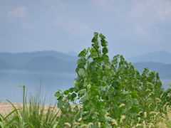-黄山太平湖风景区