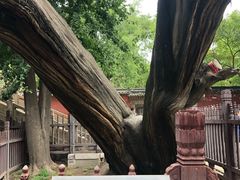 -晋祠公园