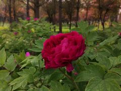 -洛阳市隋唐城遗址植物园