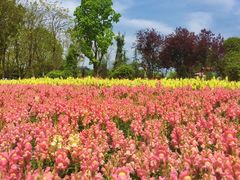 -铁山坪森林公园