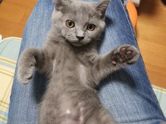 -70cat德文卷毛猫·缅因猫纯种猫舍