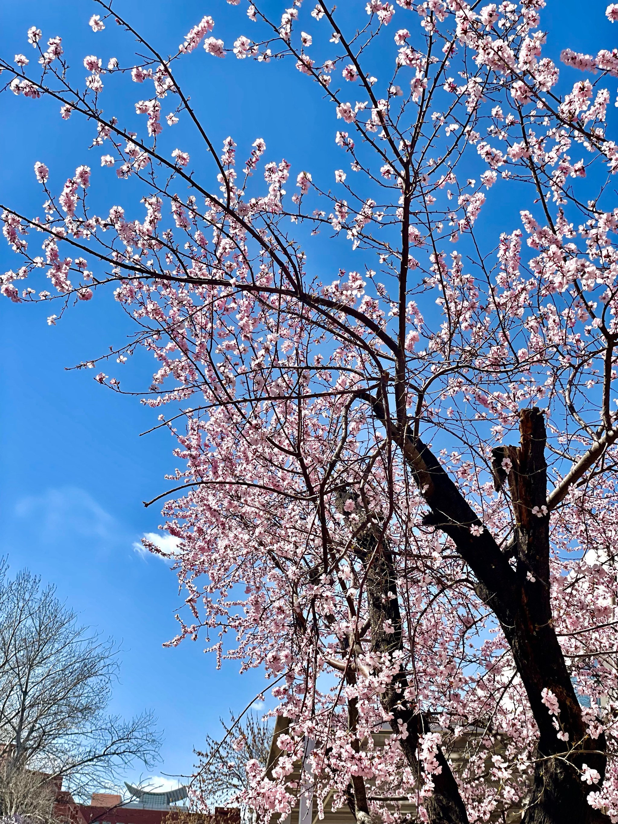 竹外桃花三两枝美景图片