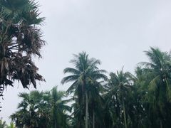 -东郊椰林