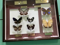 -上海昆虫博物馆