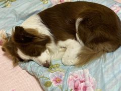 -骐奇宠物诊疗中心(南亭公路店)