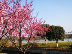 -羊山湖公园