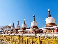 -塔尔寺-菩提树