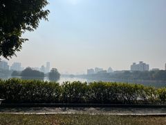 -金花茶公园