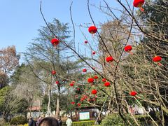 -上海佘山国家森林公园天马山园