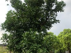 -滆湖低碳生态公园