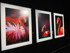 -罗红摄影艺术馆