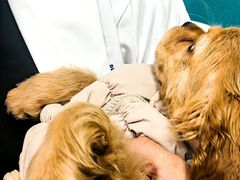 -瑞康宠物医院·犬猫牙科·异宠专科·转诊诊疗中心(劳卫路店)