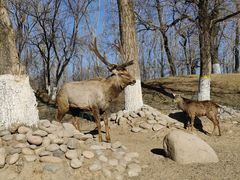-北京野生动物园