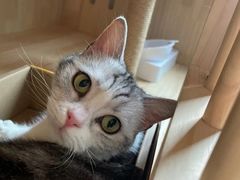 -翊宠yipet猫狗购宠庄园犬舍•猫舍