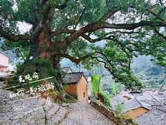 -杨家堂村