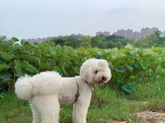 -PETKIT 小佩宠物·低压洗护·美容·寄养(安远店)