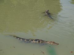 -中国扬子鳄村