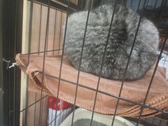 -瑞鹏宠物医院·内科·中兽医·骨科(苗圃店)