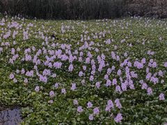 -贵阳市花溪国家城市湿地公园