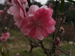 -南国桃园旅游度假区