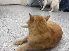 -四月宠物医院·猫专科·心脏专科·内科(转塘店)