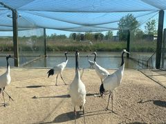 -盐城丹顶鹤湿地生态旅游区