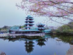 -桂湖森林公园