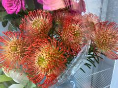 -双季花艺园艺市场(浦东店)