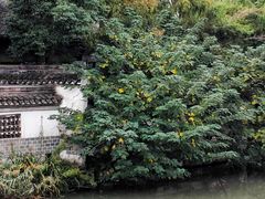 -沙家浜风景区