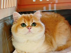 -猫十亿·布偶金渐层·曼基康矮脚猫舍(青年路店)