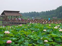 -溱湖国家湿地公园